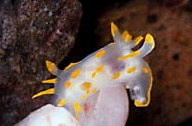  Polycera quadrilineata (Sea Slug)